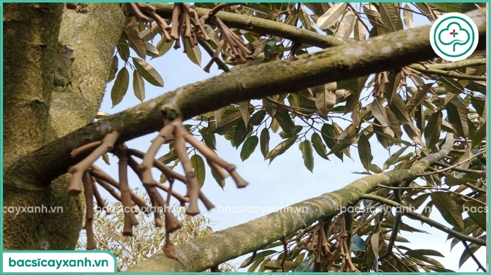 Sầu riêng bị rụng trái non